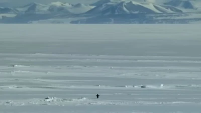 why the nihilist penguin meme is going viral and what science says about it