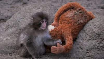 viral baby monkey punch finds comfort with zoo troop viral baby monkey punch finds comfort with zoo troop